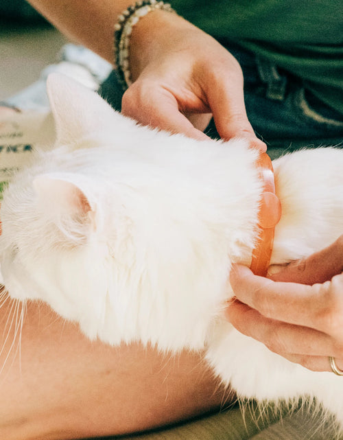 Load image into Gallery viewer, Flea &amp; Tick Collar for Dogs + Cats with Natural Essential Oils
